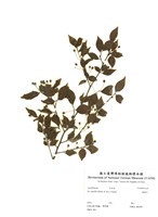藏品(燈稱花)的圖片